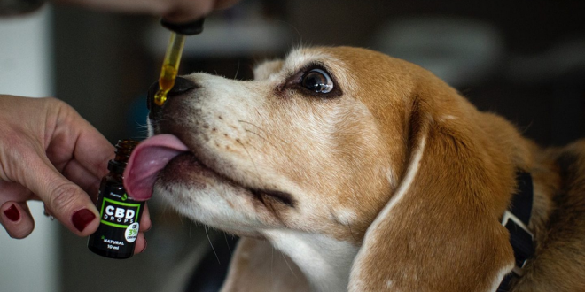 CBD oil; therapeutic uses in dogs